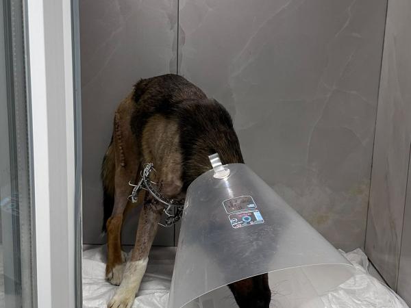 Oskar (13)