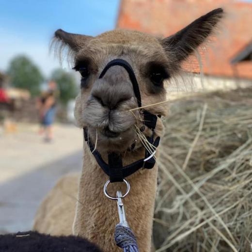 image_2020-11-10_15_42_37