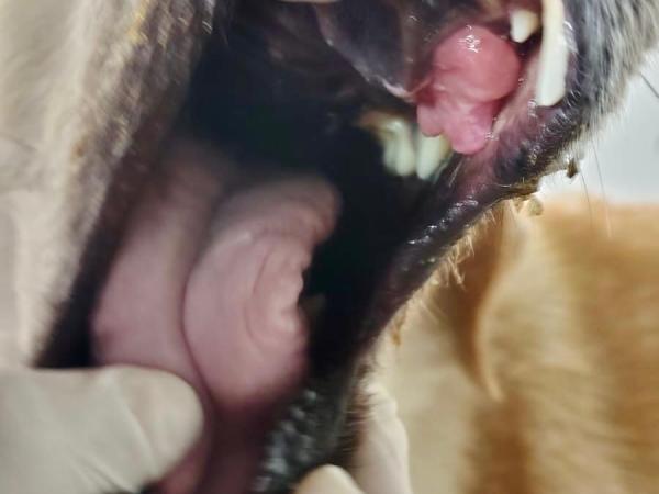 Balu-6