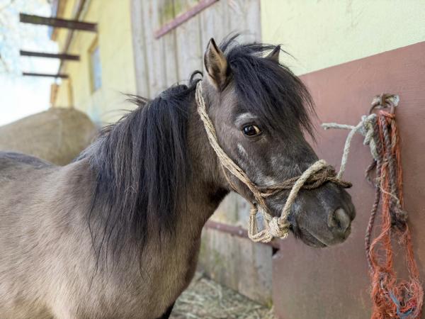 Frania-5
