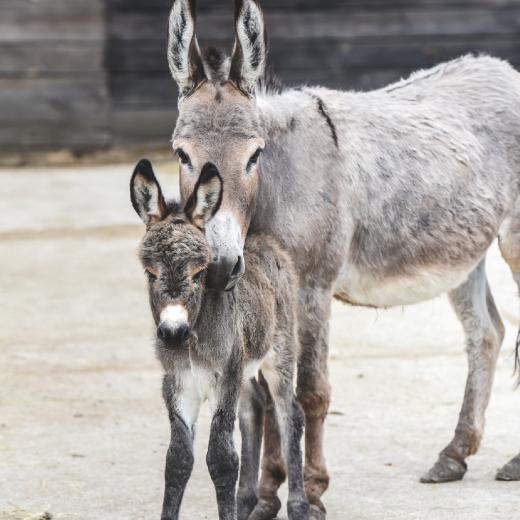 Kromka-i-Kłapouchy-młod2