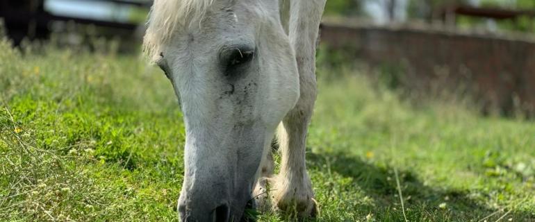 3f40d2cc-5d95-4593-b2a8-e891dd08ff86_Florian