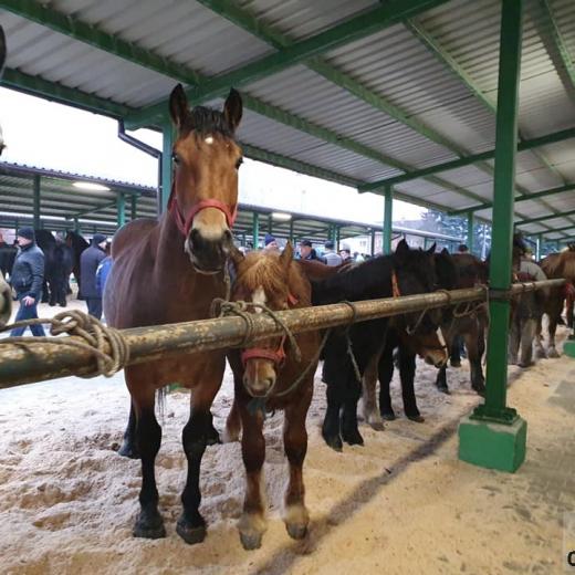 cfd21432-e516-48e1-be1c-b3e63ad1ca9f_Skaryszew_2020