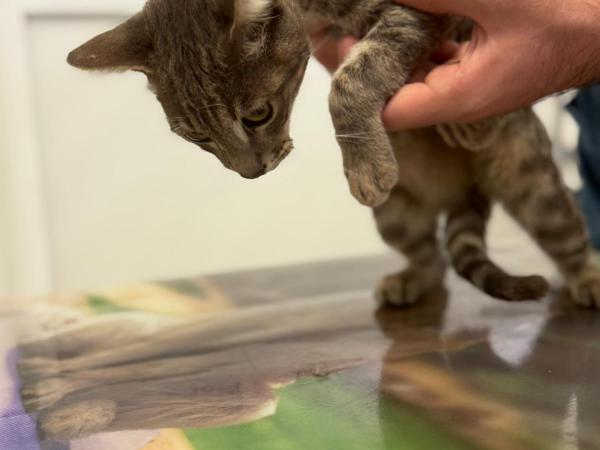 bimbo (15)