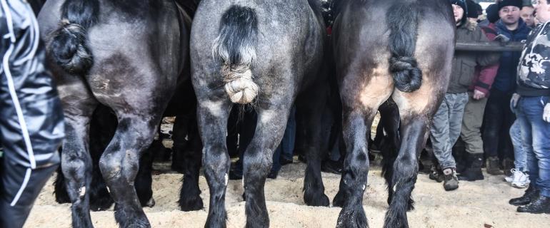 f32452e9-6a12-4b64-99fd-b7496a62af66_Skaryszew_2020