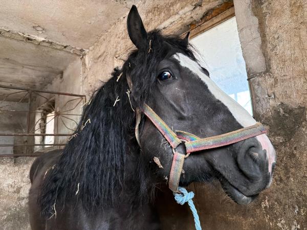 Basia-3