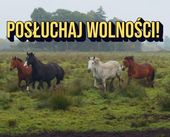 3. Tak brzmi wolność - Konie Centaurusa jesienią