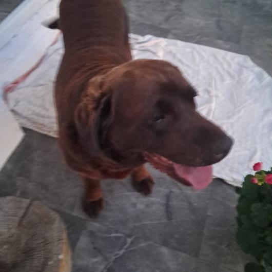 Choco-w_adopcji (5)