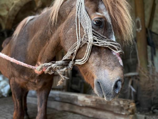 Sebastian-10