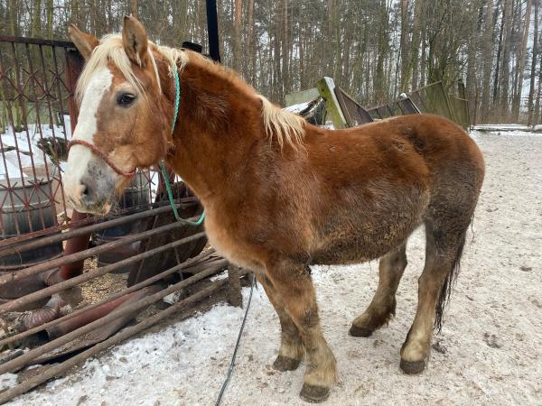 gamon (18)