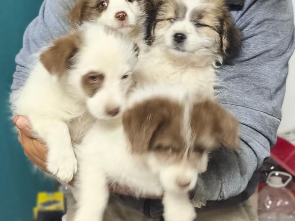 szczeniaki_main
