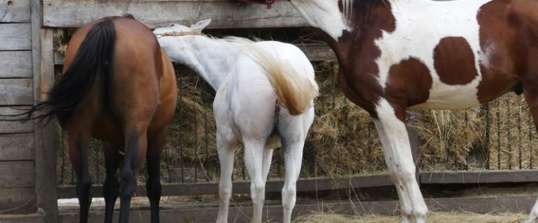 Adoptuj_mnie_wirtualnie_halicz-glowne