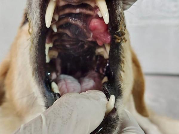 Balu-5