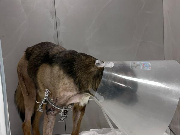 Oskar (11)