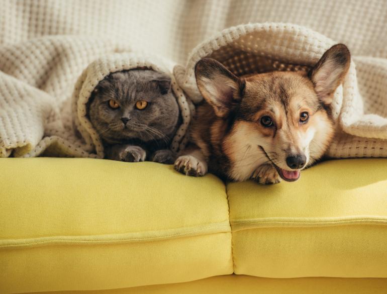 Największe mity dotyczące zwierząt