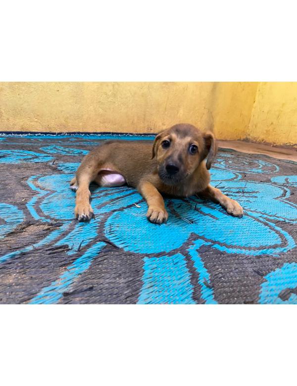 Roki (4)