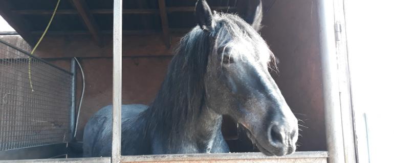 d55db28a-33ff-490a-8270-e715f638f4ff_Szara (1)