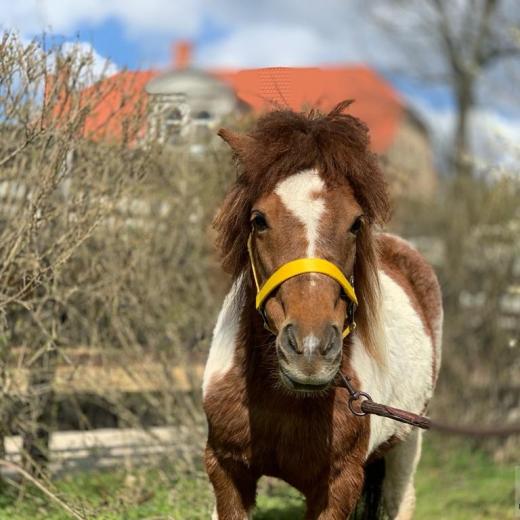 c241d0b1-724f-4451-988c-b36035acfd1a_Smerfetka (1)