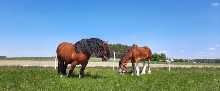 Bizon-i-Jaskier-scaled