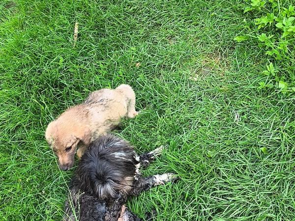 Charlie (21)