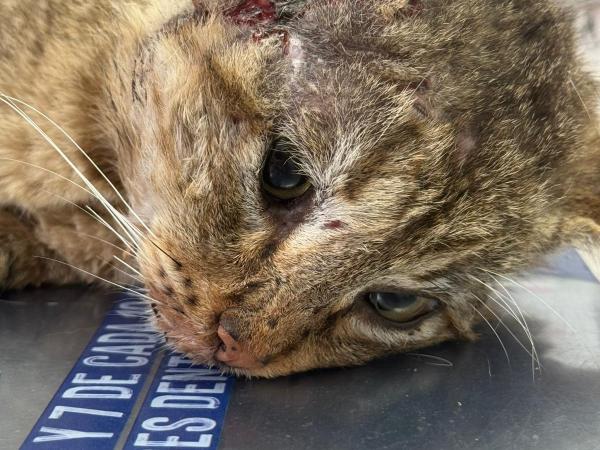 roque (5)