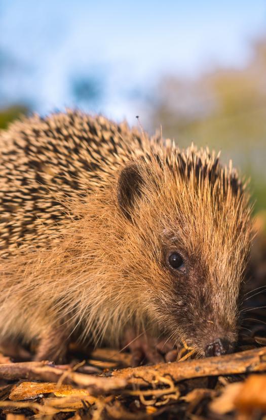 Jak jesienią pomagać jeżom
