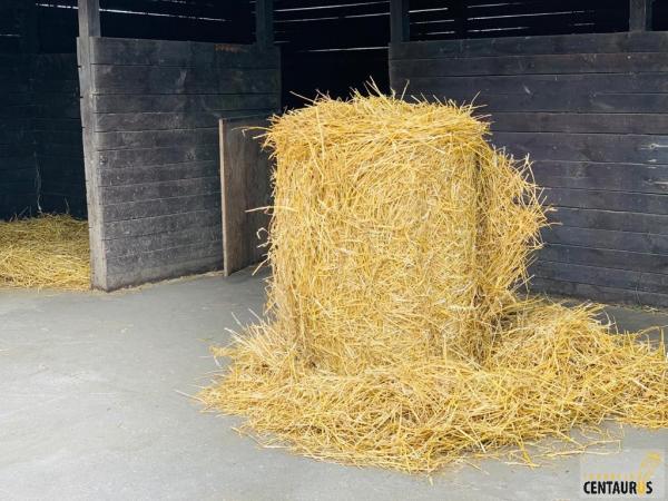 poranna-krzatanina04