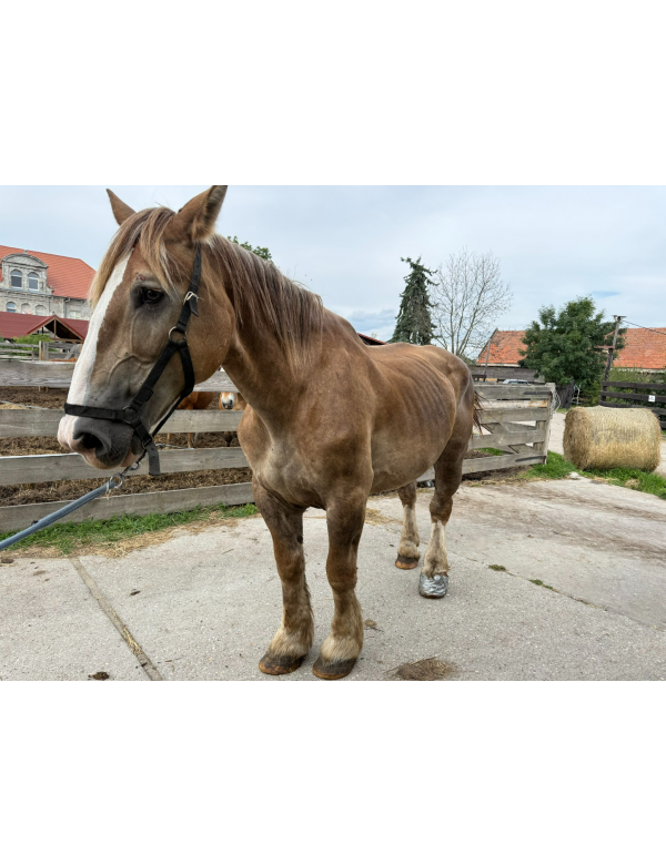Basia