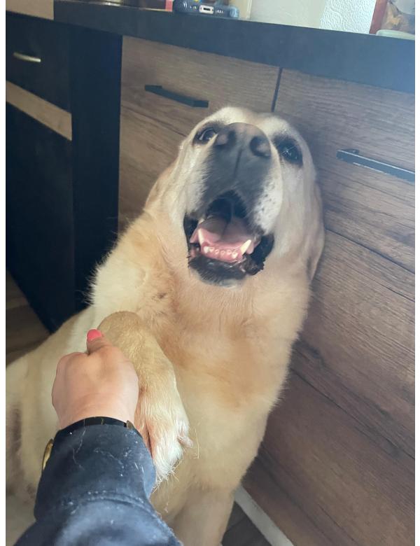 Ben_w_adopcji