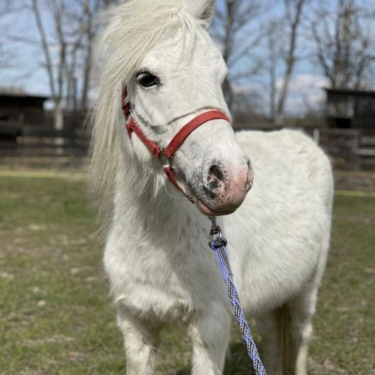 Lusia_adopcja_wirtualna