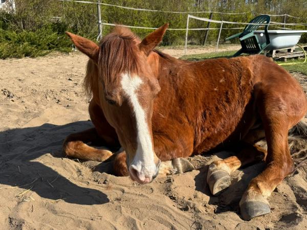 Rewia-1