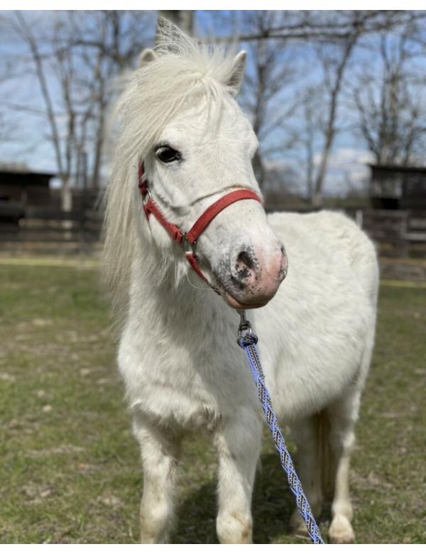 Lusia_adopcja_wirtualna