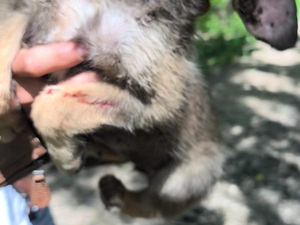 Charlie (17)