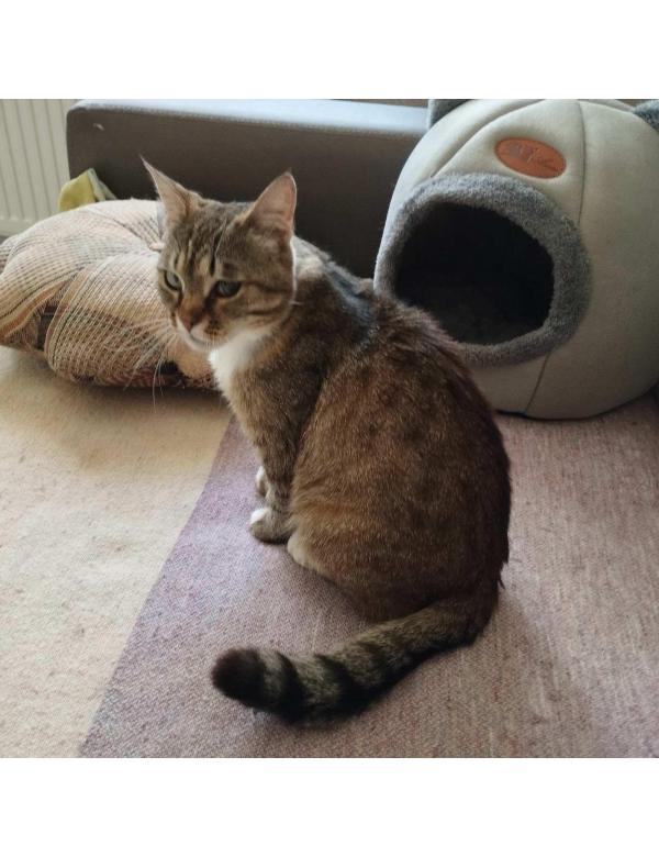 Luna-w_adopcji (2)