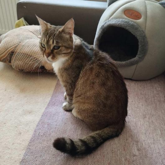 Luna-w_adopcji (2)