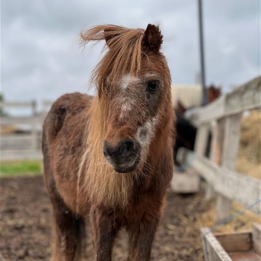 Bastian_adopcja_wirtualna