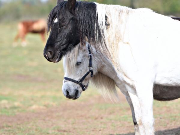 czy-tez-tesknicie213