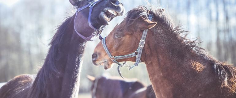 Murzyn-i-Gniady-MO-3