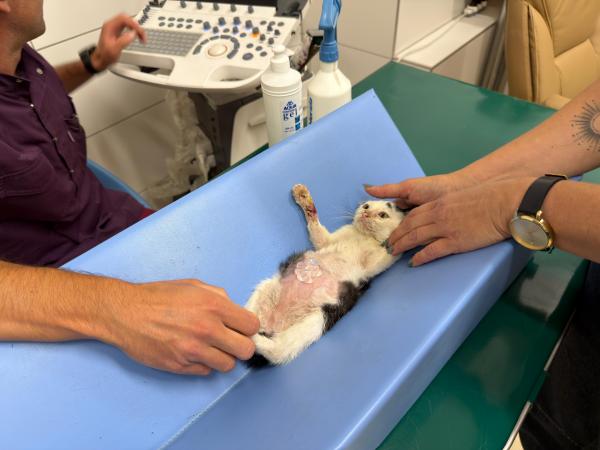 Plamek_12
