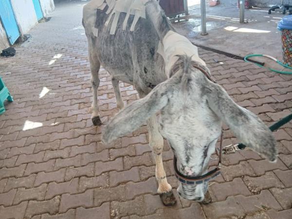 Waldi (3)