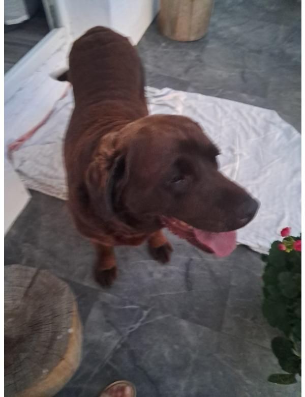 Choco-w_adopcji (5)