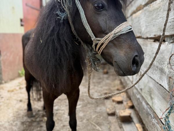 Bolek (27)