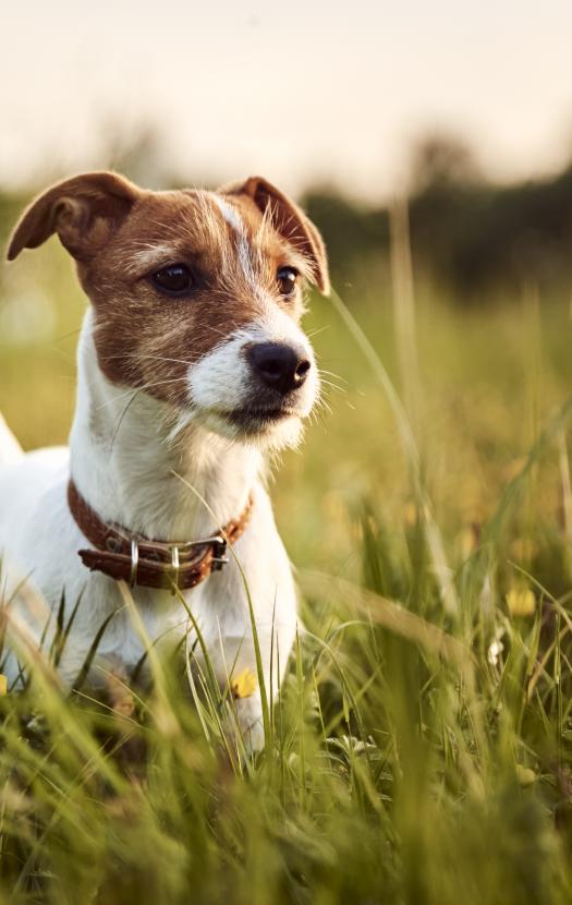 Czemu warto zaczipować zwierzaka