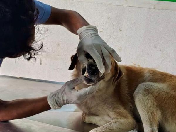 Balu-7