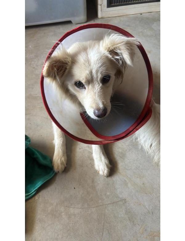 Gina-1