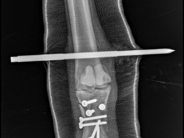 Nora-24
