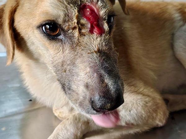 Balu-1