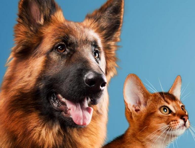 adoptuj_psa_kota_530x530