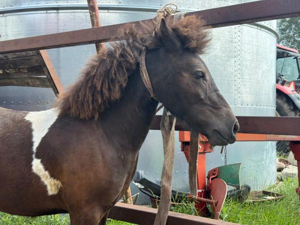 balto (25)