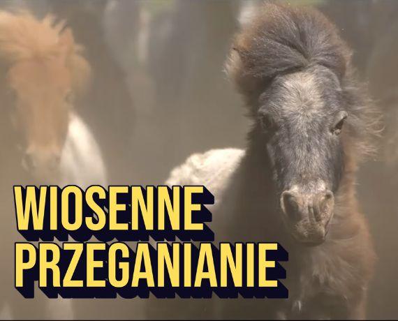 6. Wiosenne przeganianie 1500 uratowanych przez Fundację Centaurus koni na pastwiska